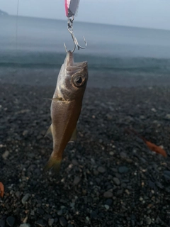 ムツの釣果