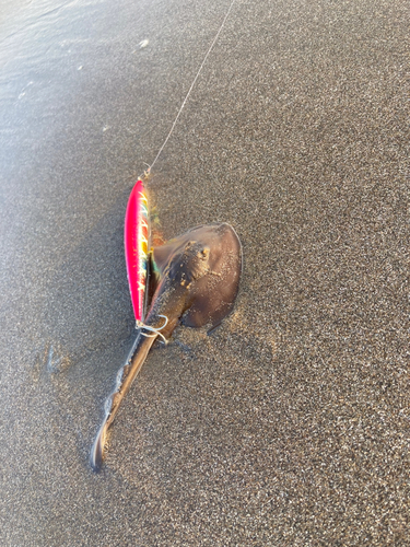 ウチワザメの釣果