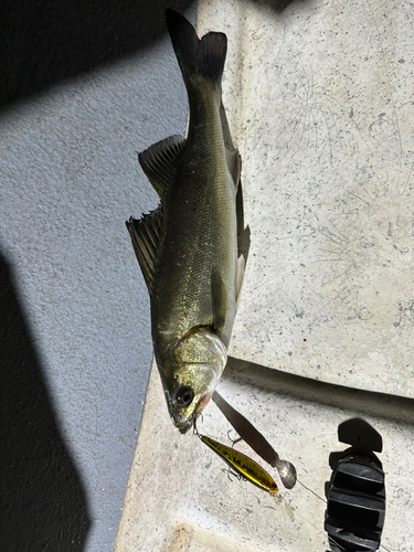 シーバスの釣果