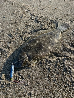 ヒラメの釣果