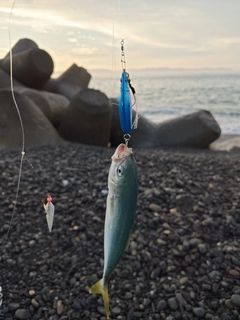 ワカシの釣果