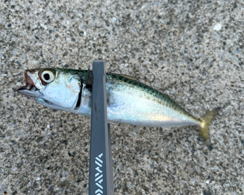 サバの釣果