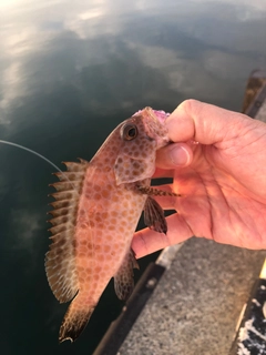 オオモンハタの釣果