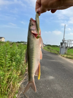 ハスの釣果