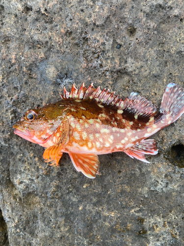 カサゴの釣果