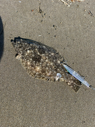 ソゲの釣果