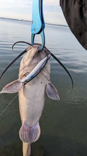 アメリカナマズの釣果