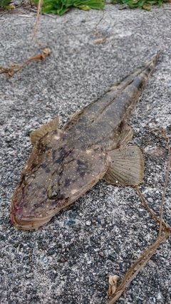 マゴチの釣果