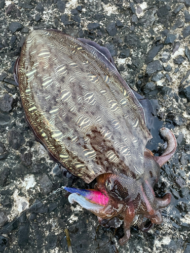 モンゴウイカの釣果