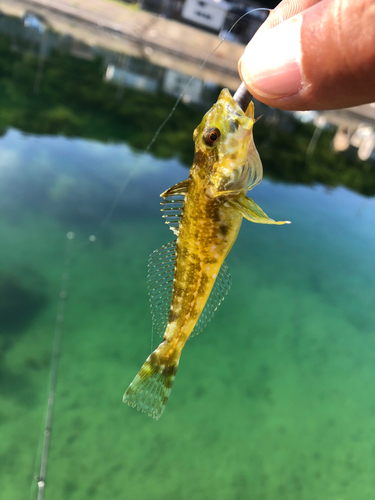 アナハゼの釣果