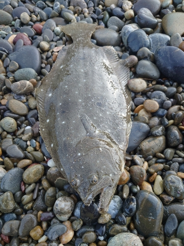 ソゲの釣果