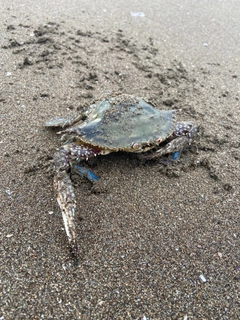 ワタリガニの釣果