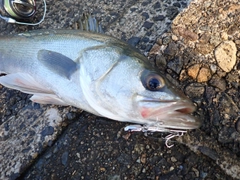 スズキの釣果