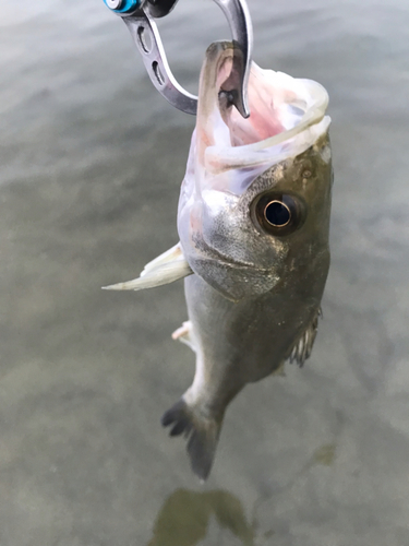 セイゴ（マルスズキ）の釣果