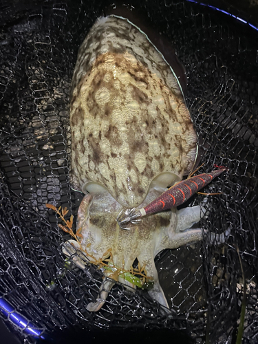 コウイカの釣果