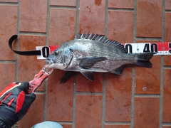 チヌの釣果