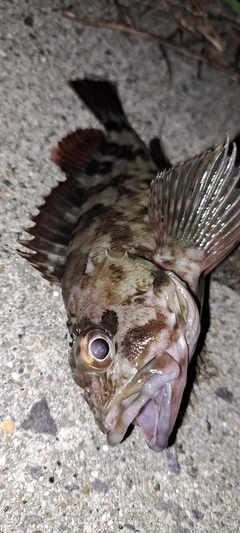 カサゴの釣果