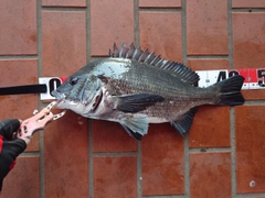 チヌの釣果