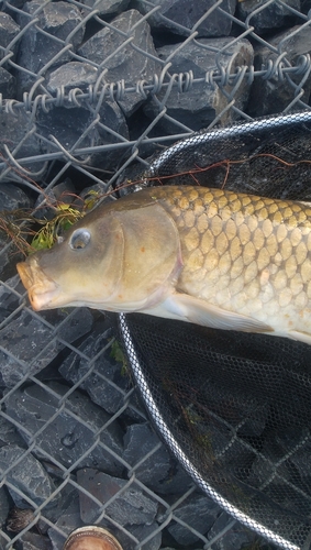 コイの釣果