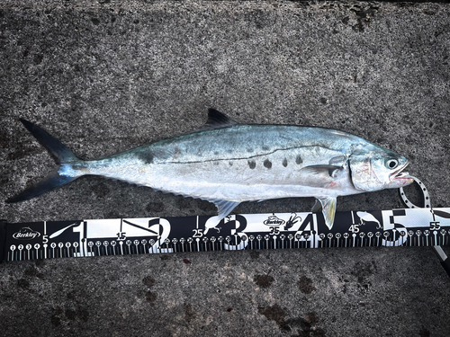 イケカツオの釣果