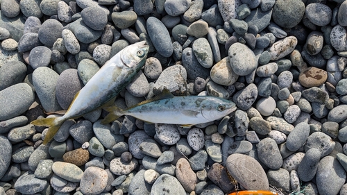 ワカシの釣果