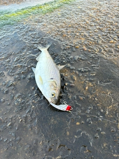 コノシロの釣果