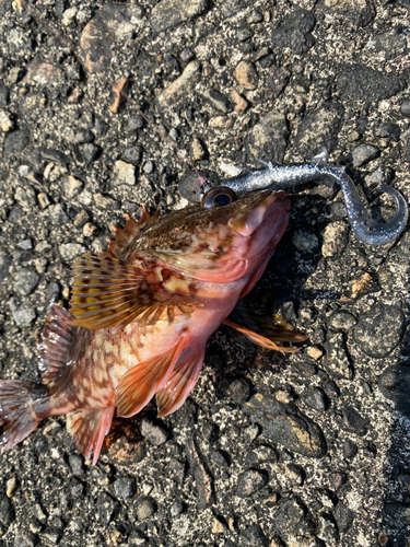 カサゴの釣果