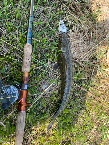 ライギョの釣果