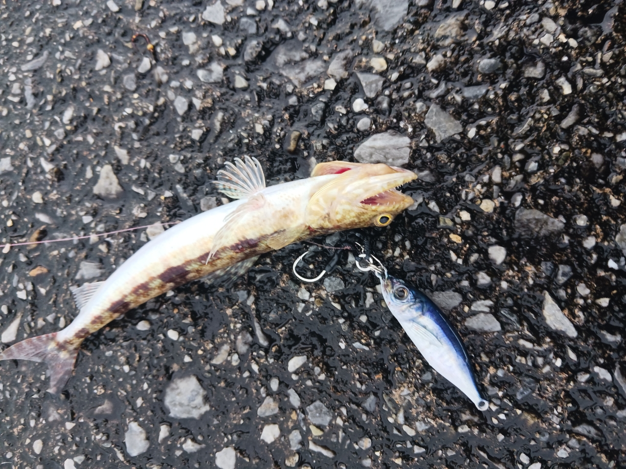 AbuGarcia オーシャンフィールド ボートシーバス OFBS-662Mの最