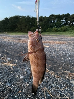 オオモンハタの釣果