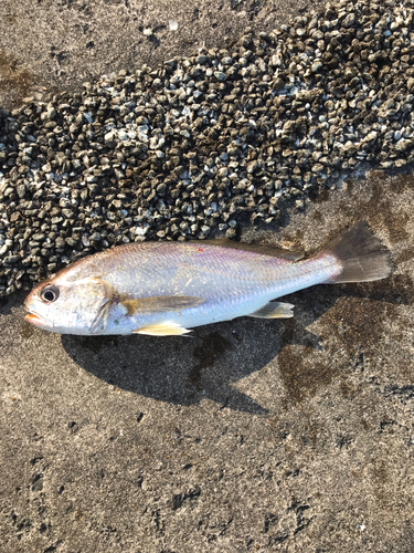 イシモチの釣果