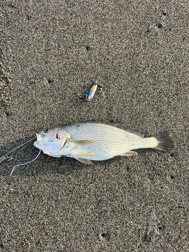 ニベの釣果