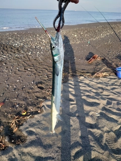 オキザヨリの釣果