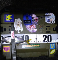 マアジの釣果