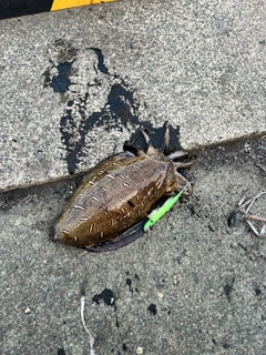 カミナリイカの釣果