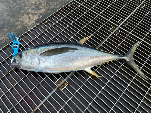 キハダマグロの釣果