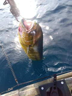 シイラの釣果