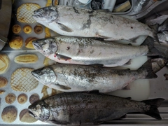 サクラマスの釣果