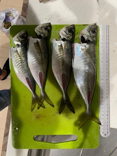 アジの釣果