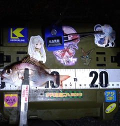 マダイの釣果