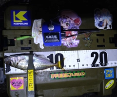 マアジの釣果