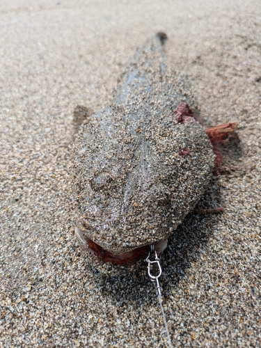 マゴチの釣果