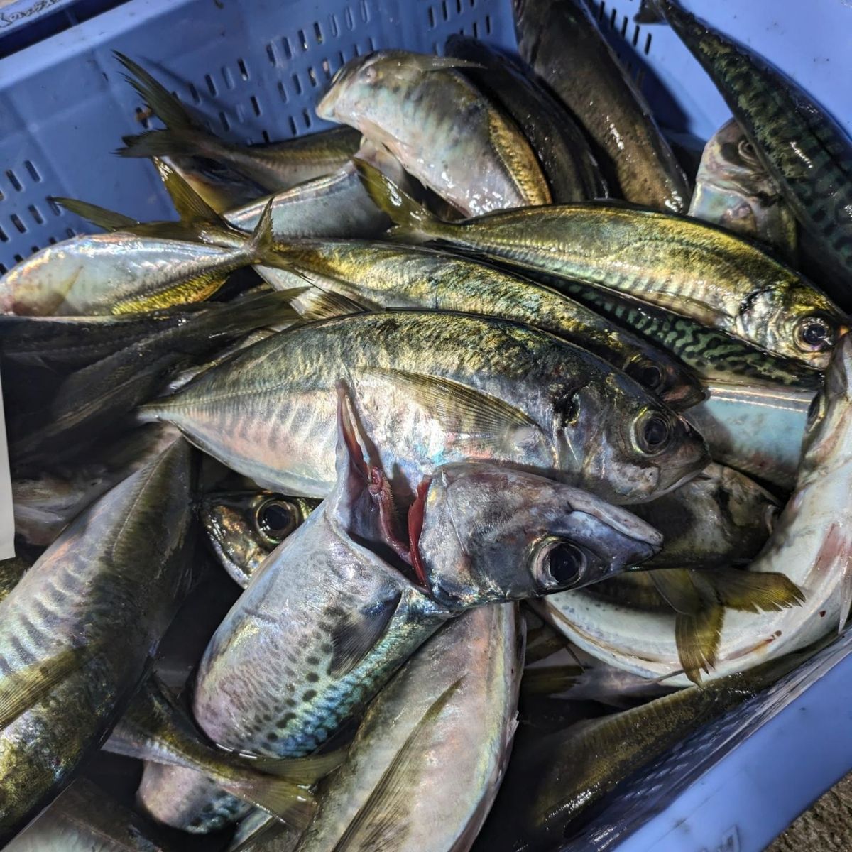 ウメゾーさんの釣果 3枚目の画像