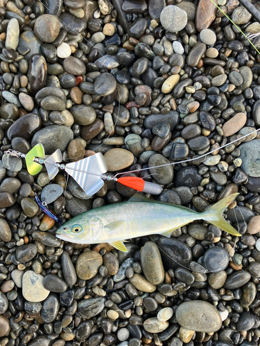 ワカシの釣果