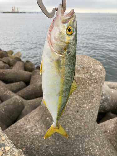 ツバスの釣果