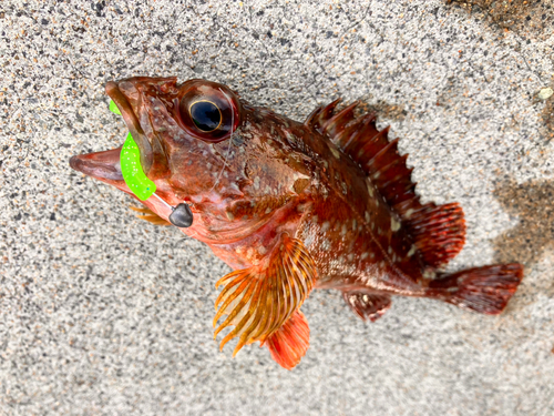 カサゴの釣果