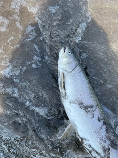 アメマスの釣果