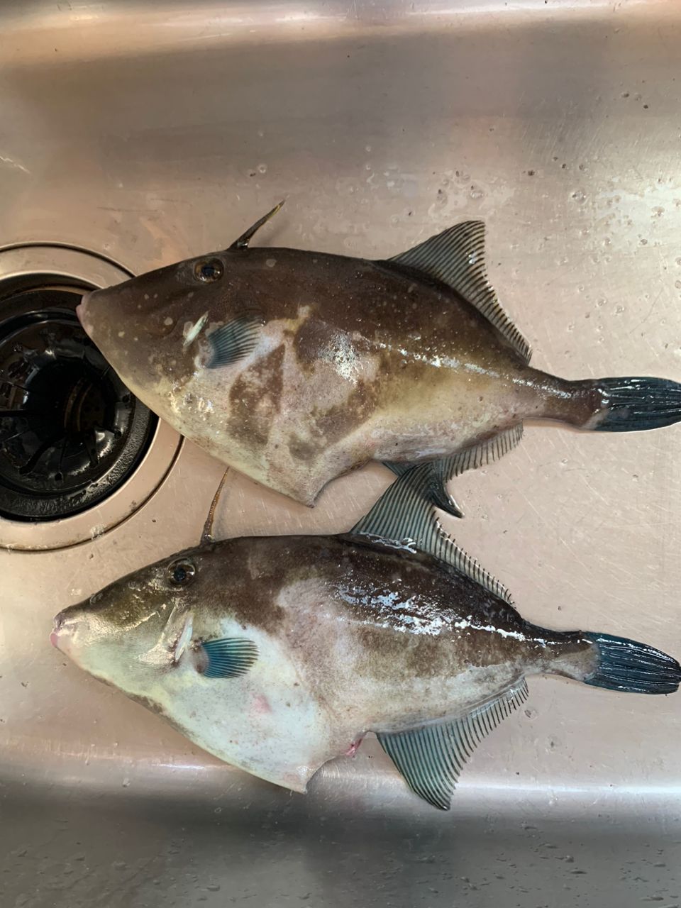 まっさん（初心者）さんの釣果 2枚目の画像