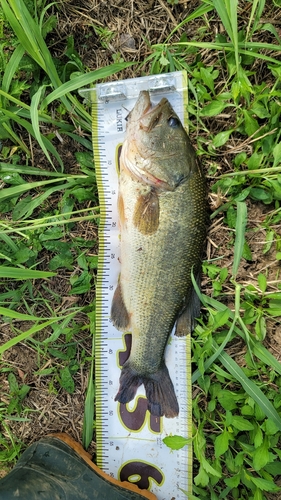 ブラックバスの釣果