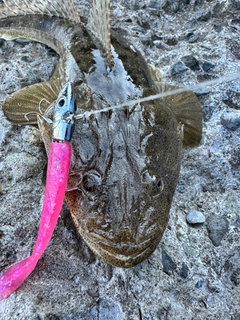 マゴチの釣果